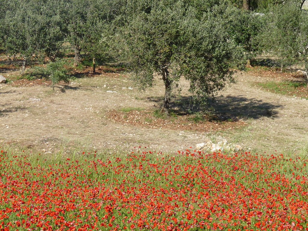 Oliveraie et champ de coquelicots dans la campagne des Pouilles