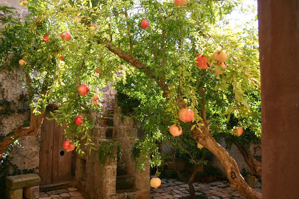 Un jardin verdoyant dans les Pouilles